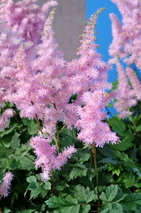 Astilbe Ice Cream PBR | 125 pce