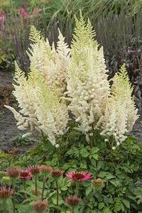 Astilbe Ivory Pearls PBR | 125 pce