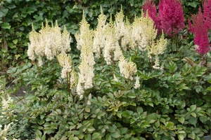 Astilbe Lowland White PBR | 125 pce