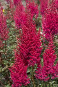 Astilbe Lowlands Ruby Red PBR | 125 pce