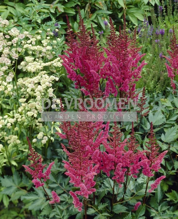 Astilbe Maggie Daley | 25 pce