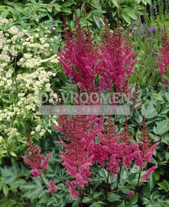 Astilbe Maggie Daley | 125 pce