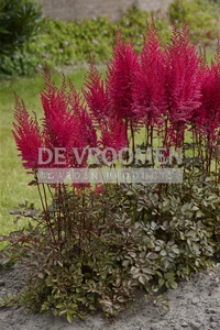 Astilbe Mighty Chocolate Cherry PBR | 125 pce