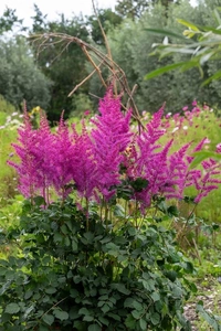 Astilbe Mighty Max PBR | 125 pcs