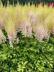 Astilbe Milk And Honey PBR | 125 pce