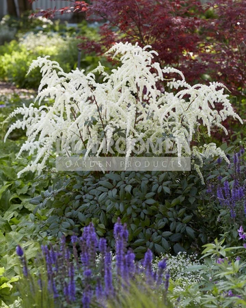 Astilbe Moccachino | 25 pce