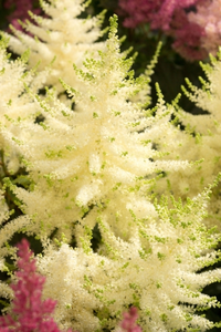 Astilbe Mojito PBR | 125 pce