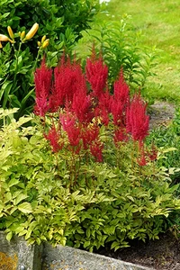 Astilbe Montgomery | 125 pce