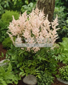 Astilbe Peach Blossom | 125 pce