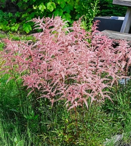 Astilbe Pretty in Pink PBR | 125 pcs