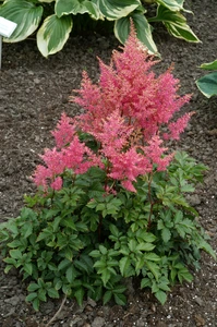 Astilbe Rheinland | 125 pce