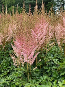Astilbe Satin Pearls | 125 pce