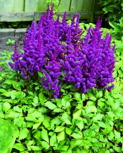 Astilbe Visions in Red PBR | 125 pce