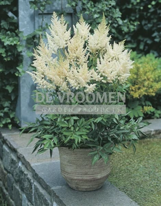Astilbe Visions in White PBR | 125 pce