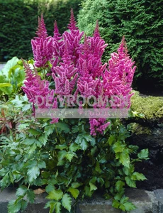 Astilbe Visions PBR | 125 pce