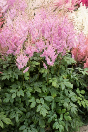 Astilbe Washington in Pink NEW | 25 pcs