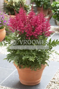 Astilbe Younique Carmine PBR | 125 pce