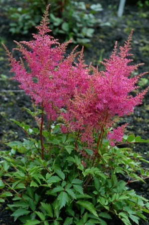 Astilbe Younique Lilac PBR | 25 pce