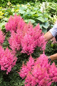 Astilbe Younique Pink PBR | 125 pce
