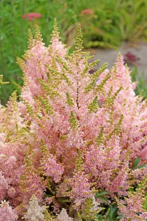 Astilbe Younique Salmon PBR | 25 pce