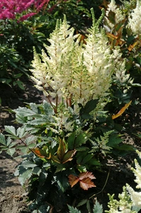 Astilbe Younique White PBR | 125 pce