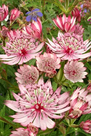 Astrantia Sparkling Stars Pink PBR | 25 pce