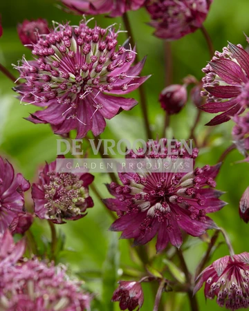 Astrantia Sparkling Stars Red | 250 pce