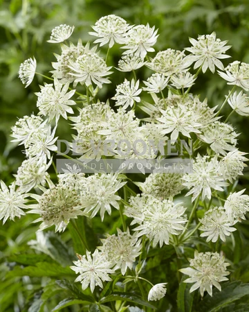 Astrantia Sparkling Stars White | 25 pce