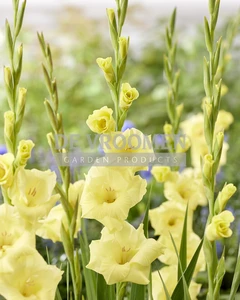 Bananarama NEW | Capper 20 x 10