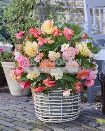 Begonia Cascade Pastel Mix | Capper 20 x 3
