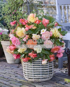 Begonia Cascade Pastel Mix | Capper 20 x 3