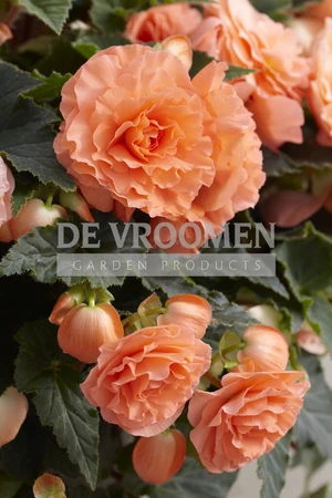 Begonia Odorosa Salmon NEW | Capper 15 x 2