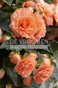 Begonia Odorosa Salmon NEW | Capper 15 x 2