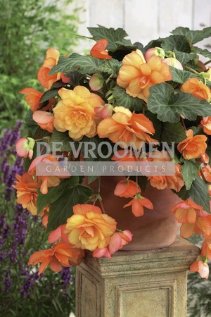 Begonia Sunray | Capper 15 x 2