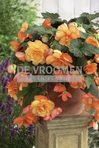 Begonia Sunray | Capper 15 x 2