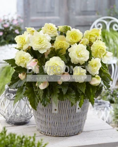 Begonia Wummi Creme NEW | Capper 15 x 2
