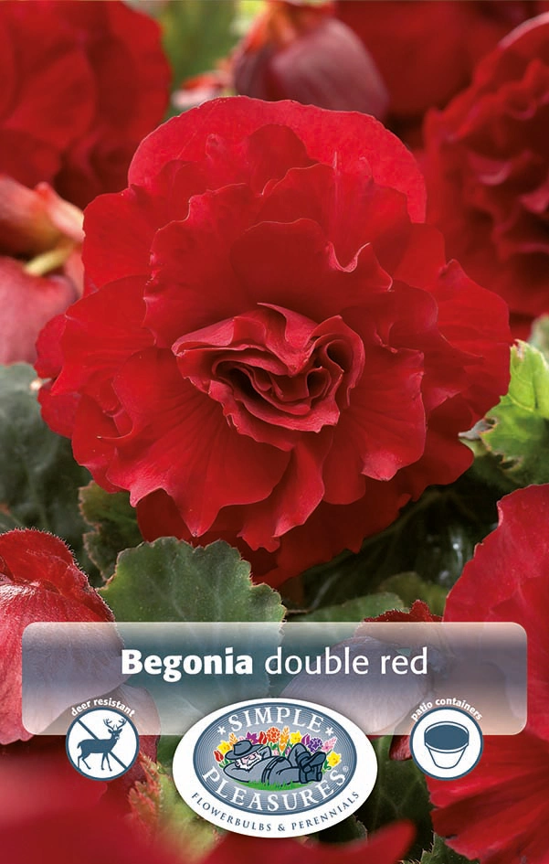 Begonia Double Red | Capper 15 x 2 - De Vroomen US
