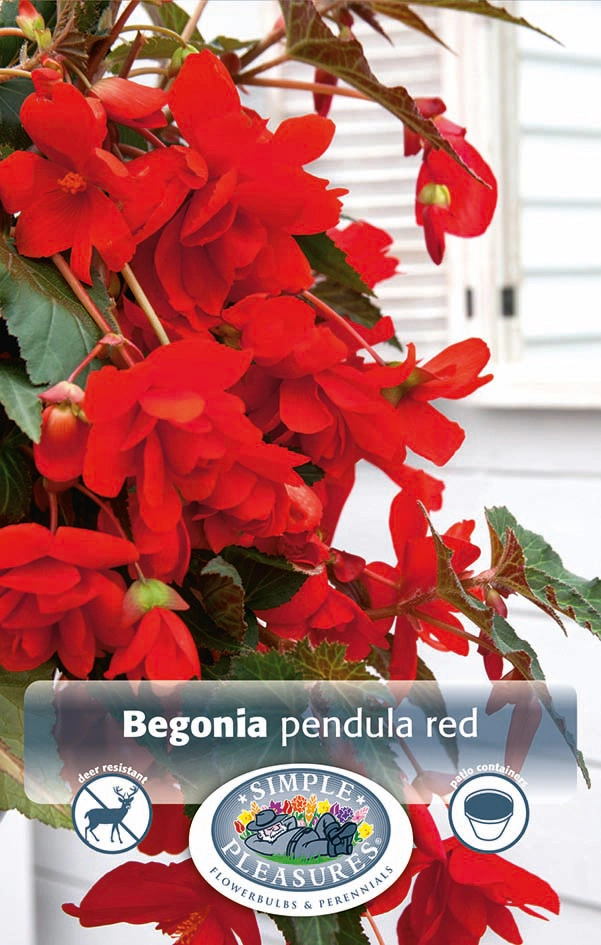 Begonia Pendula Red | Capper 15 x 2 - De Vroomen US