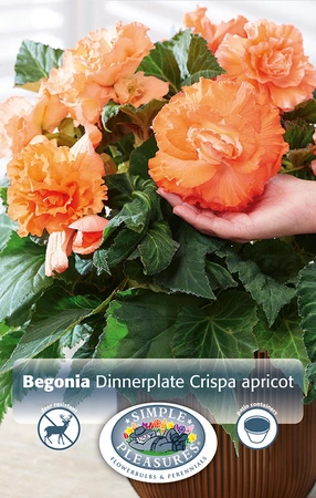 Begonia Crispa Ruffled Apricot | Capper 15 x 2