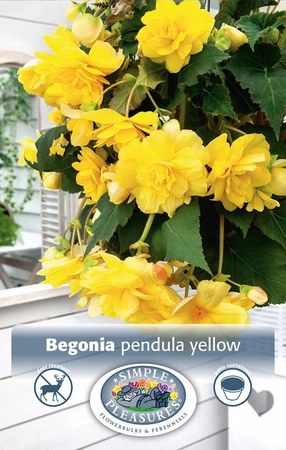 Begonia Pendula Yellow | Capper 15 x 2