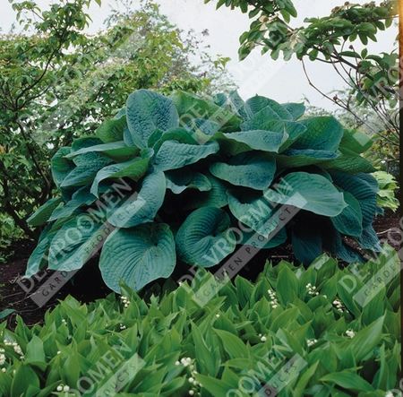 Hosta Big Daddy | 400 pce