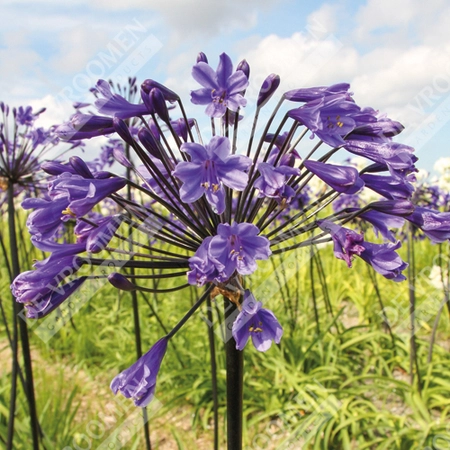 Agapanthus Black Buddha | 25 pce