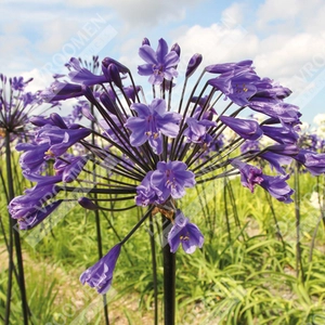 Agapanthus Black Buddha | 25 pce