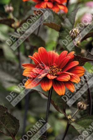 Heliopsis Bleeding Hearts | 25 pce