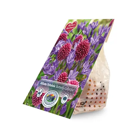 Blend Allium/Triteleia Butterfly Collector | Cappers 50 x 16 - image 2