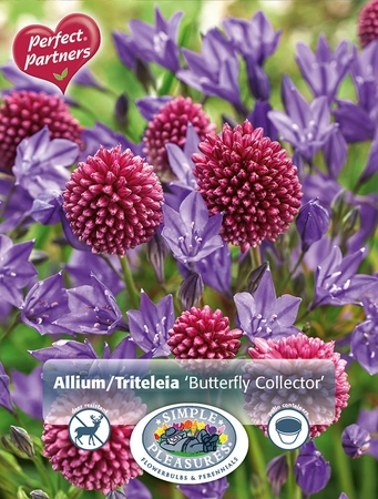 Blend Allium/Triteleia Butterfly Collector | Cappers 50 x 16 - image 3