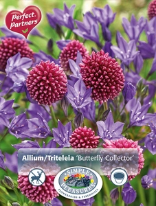 Blend Allium/Triteleia Butterfly Collector | Cappers 50 x 16 - image 3