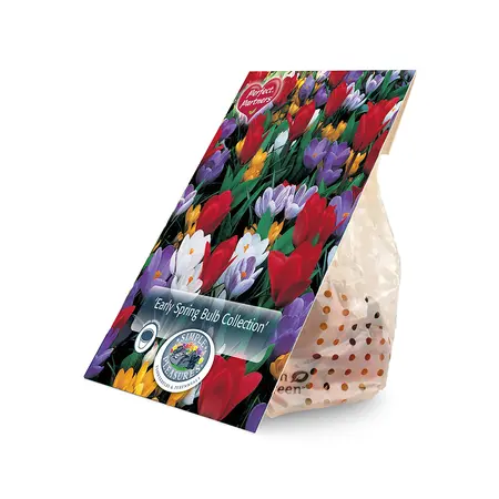 Blend Crocus/Tulipa Early Spring Bulb Collection | Cappers 30 x 16 - image 2