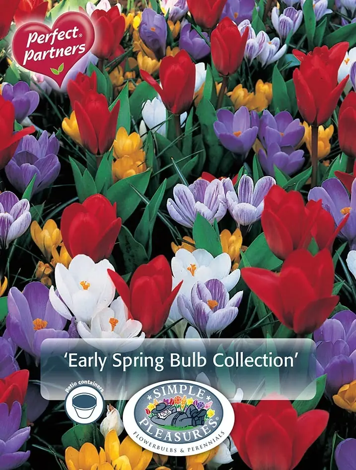 Blend Crocus/Tulipa Early Spring Bulb Collection | Capper 16 x 30 - De ...