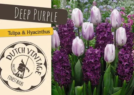 Blend Deep Purple | Cappers 8 x 16 - image 1